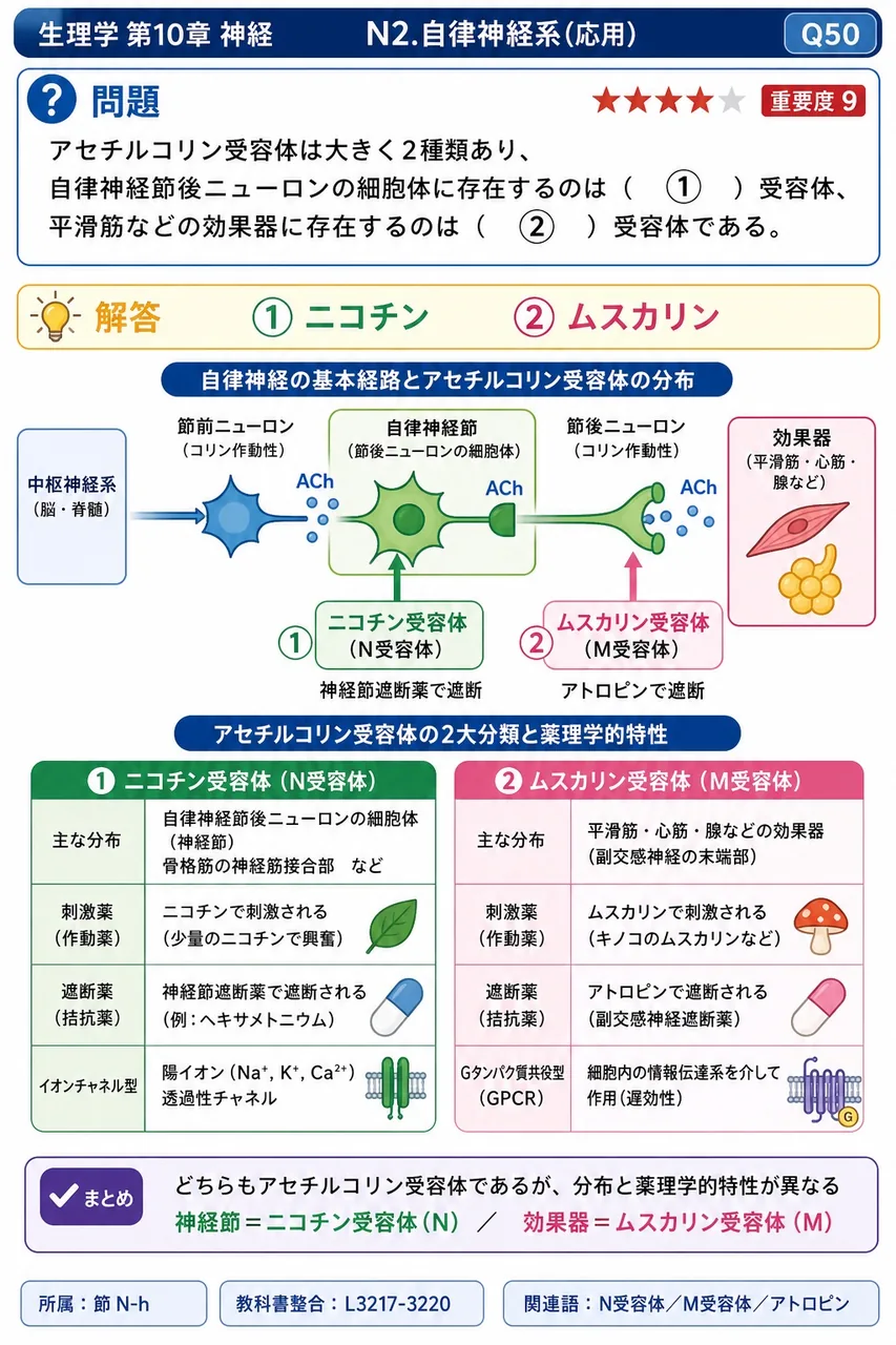 アセチルコリン受容体は大きく2種類あり、自律神経節後ニューロンの細胞体に存在するのは( ① )受容体、平滑筋などの効果器に存在するのは( ② )受容体である。 解説図