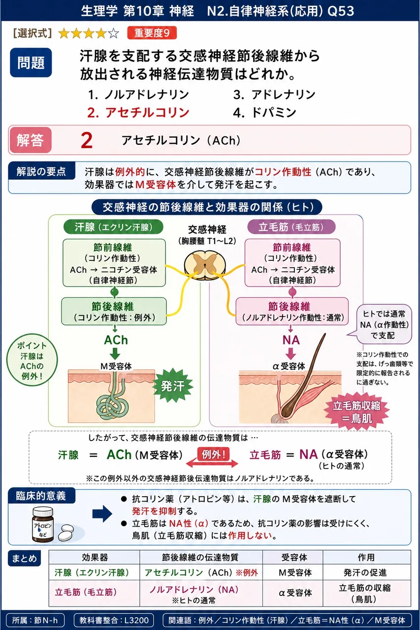 汗腺を支配する交感神経節後線維から放出される神経伝達物質はどれか。 解説図