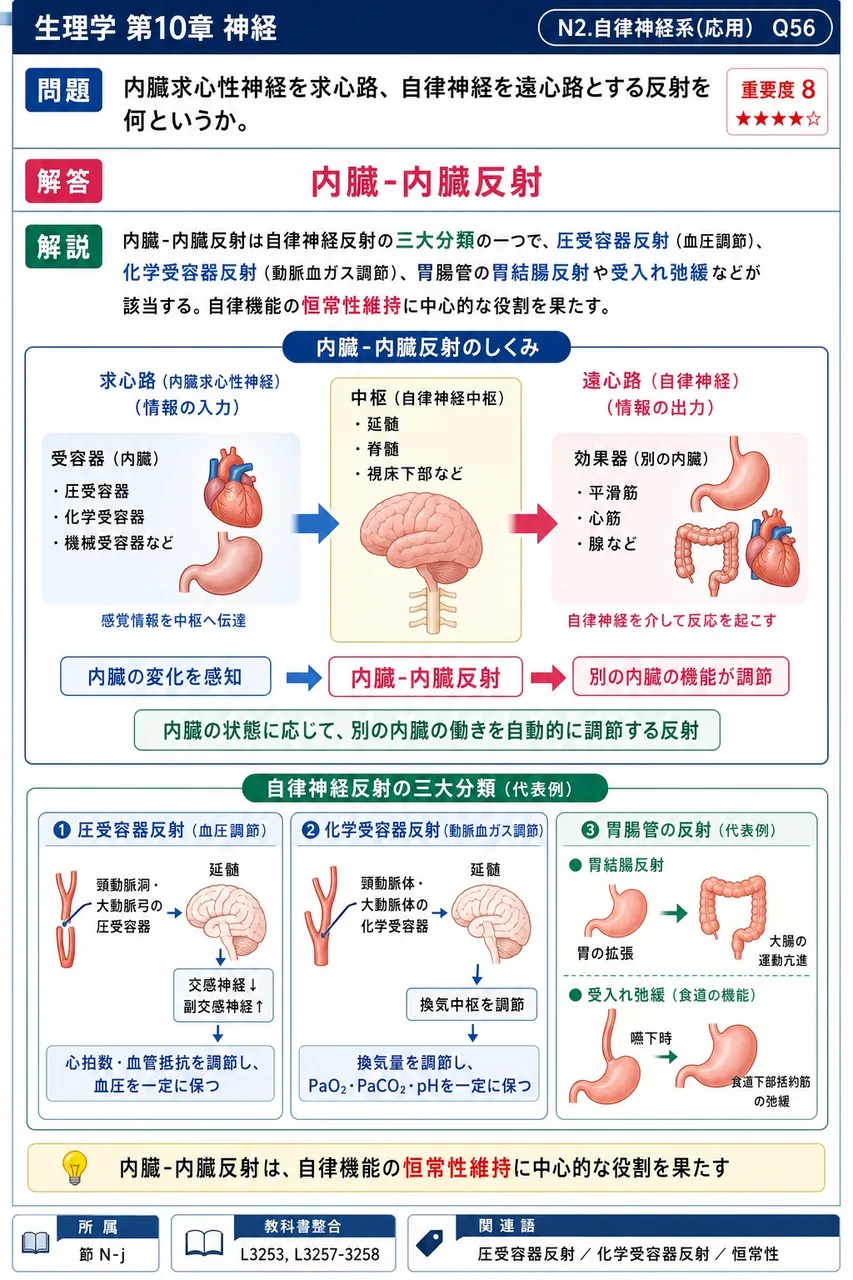 内臓求心性神経を求心路、自律神経を遠心路とする反射を何というか。 解説図