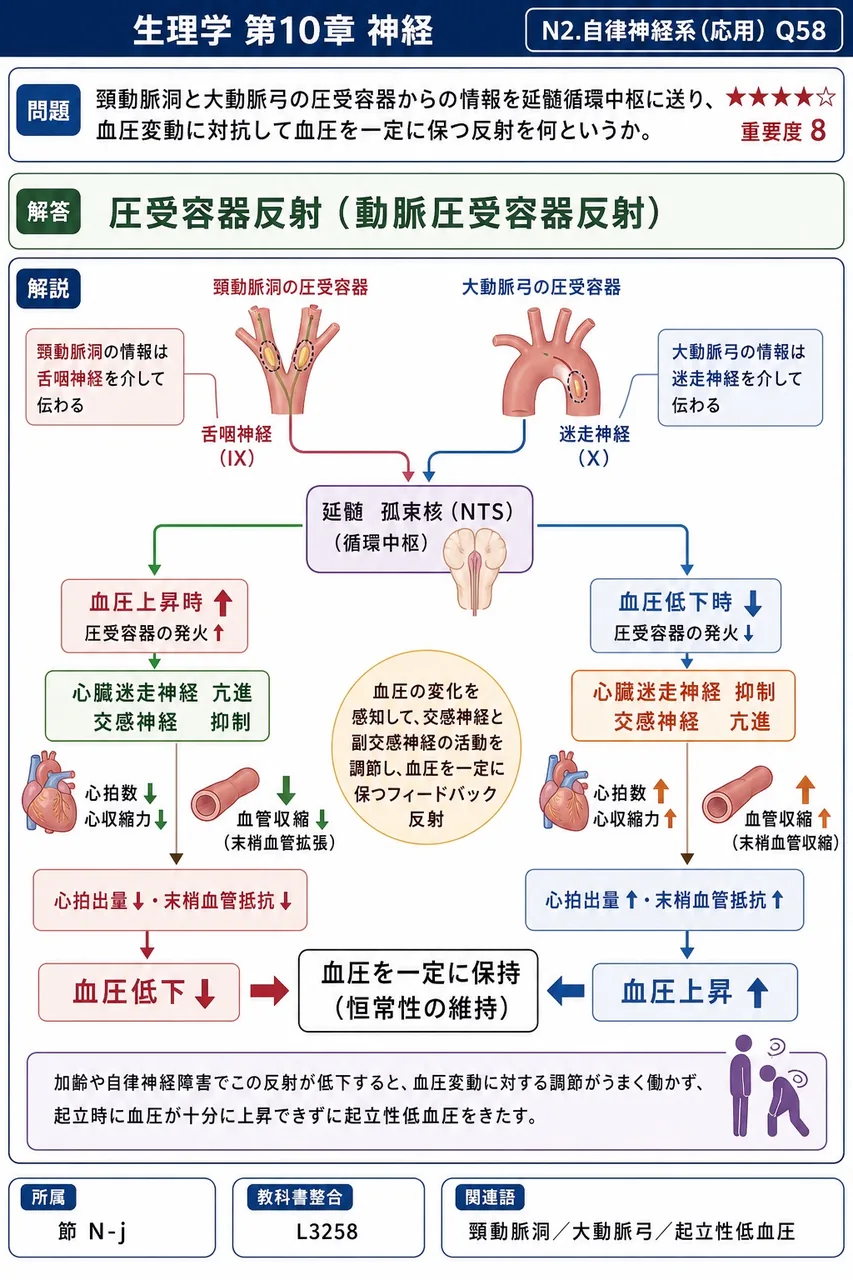 頸動脈洞と大動脈弓の圧受容器からの情報を延髄循環中枢に送り、血圧変動に対抗して血圧を一定に保つ反射を何というか。 解説図