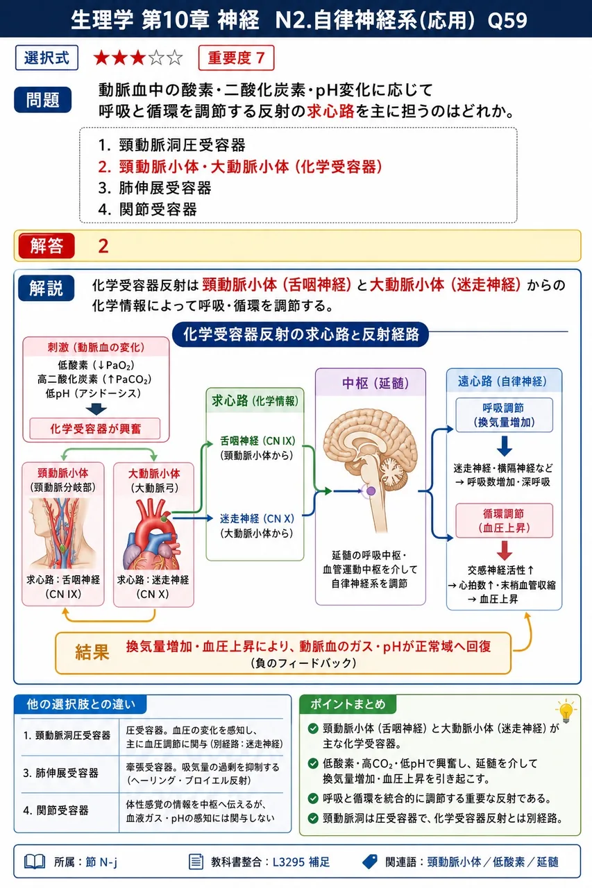 動脈血中の酸素・二酸化炭素・pH変化に応じて呼吸と循環を調節する反射の求心路を主に担うのはどれか。 解説図