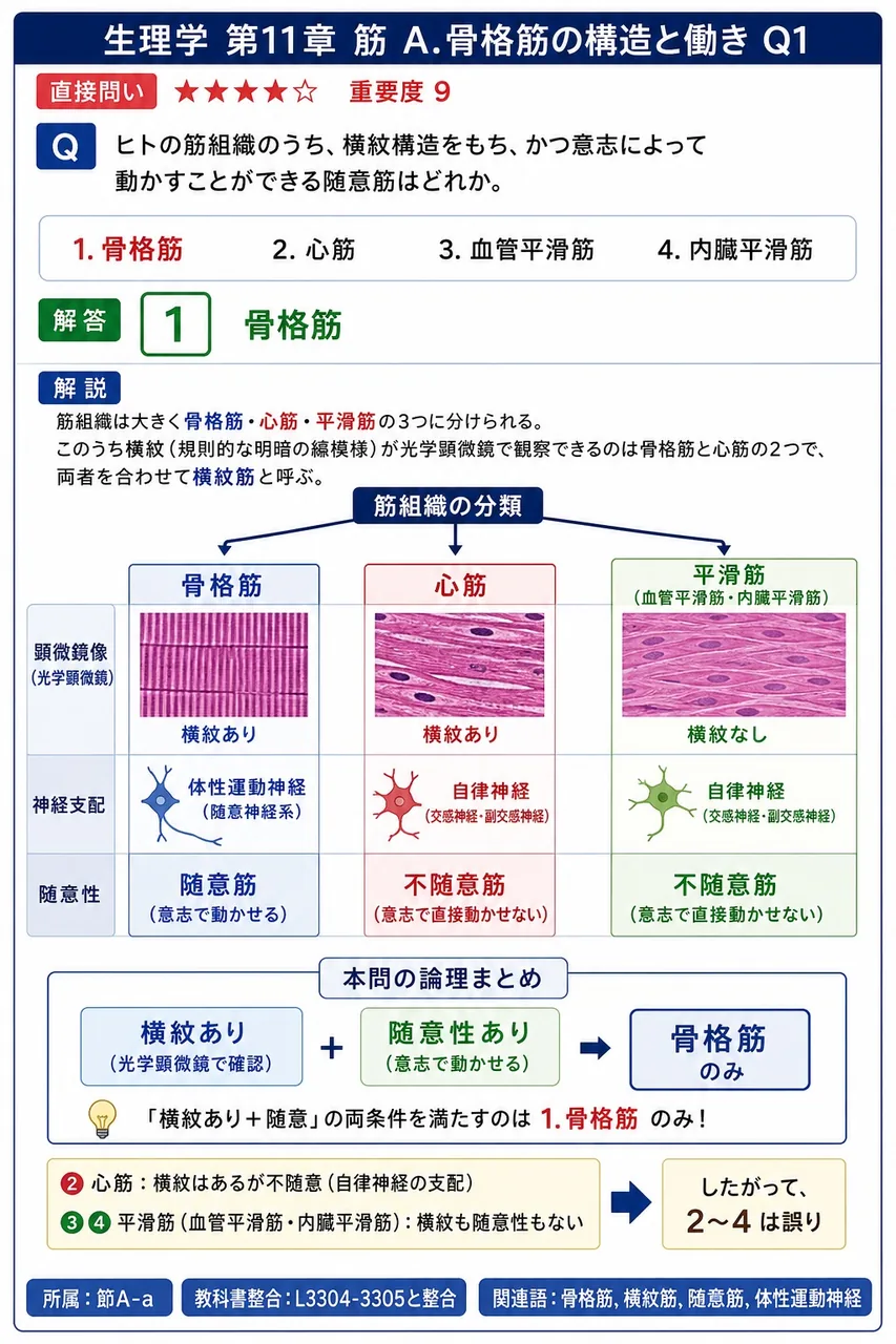 ヒトの筋組織のうち、横紋構造をもち、かつ意志によって動かすことができる随意筋はどれか。 解説図