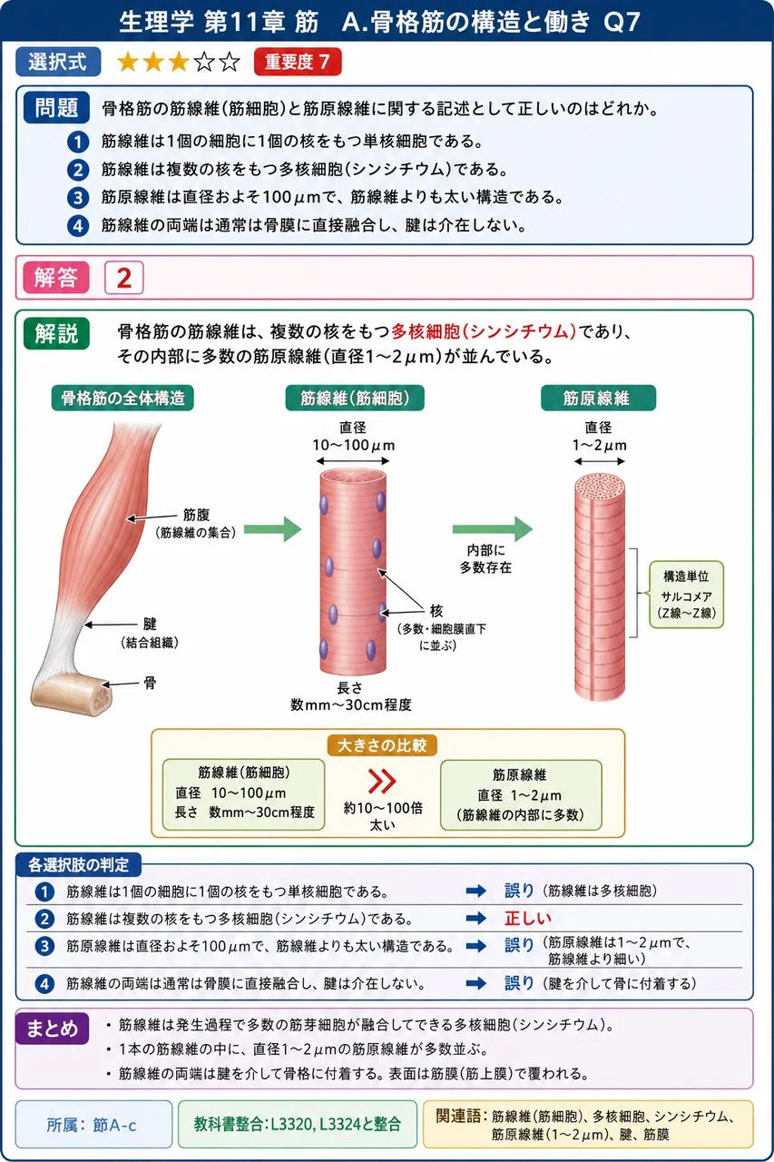 骨格筋の筋線維(筋細胞)と筋原線維に関する記述として正しいのはどれか。 解説図