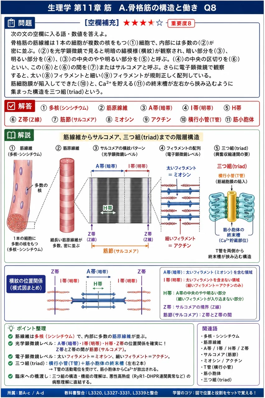 次の文の空欄に入る語・数値を答えよ。 骨格筋の筋線維は1本の細胞が複数の核をもつ(①)細胞で、内部には多数の(②)が密に並ぶ。(②)を光学顕微鏡で見ると明暗の縞模様(横紋)が観察され、暗い部分を(③)、明るい部分を(④)、(③)の中央のやや明るい部分を(⑤)と呼ぶ。(④)の中央の区切りを(⑥)といい、この(⑥)と(⑥)の間を(⑦)またはサルコメアと呼ぶ。さらに電子顕微鏡で観察すると、太い(⑧)フィラメントと細い(⑨)フィラメントが規則正しく配列している。筋細胞膜が陥入してできた(⑩)と、Ca²⁺を貯える(⑪)の終末槽が左右から挟み込むように集まった構造を三つ組(triad)という。 解説図