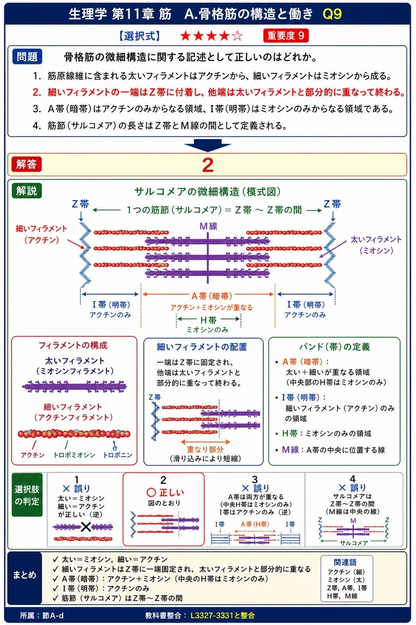 骨格筋の微細構造に関する記述として正しいのはどれか。 解説図