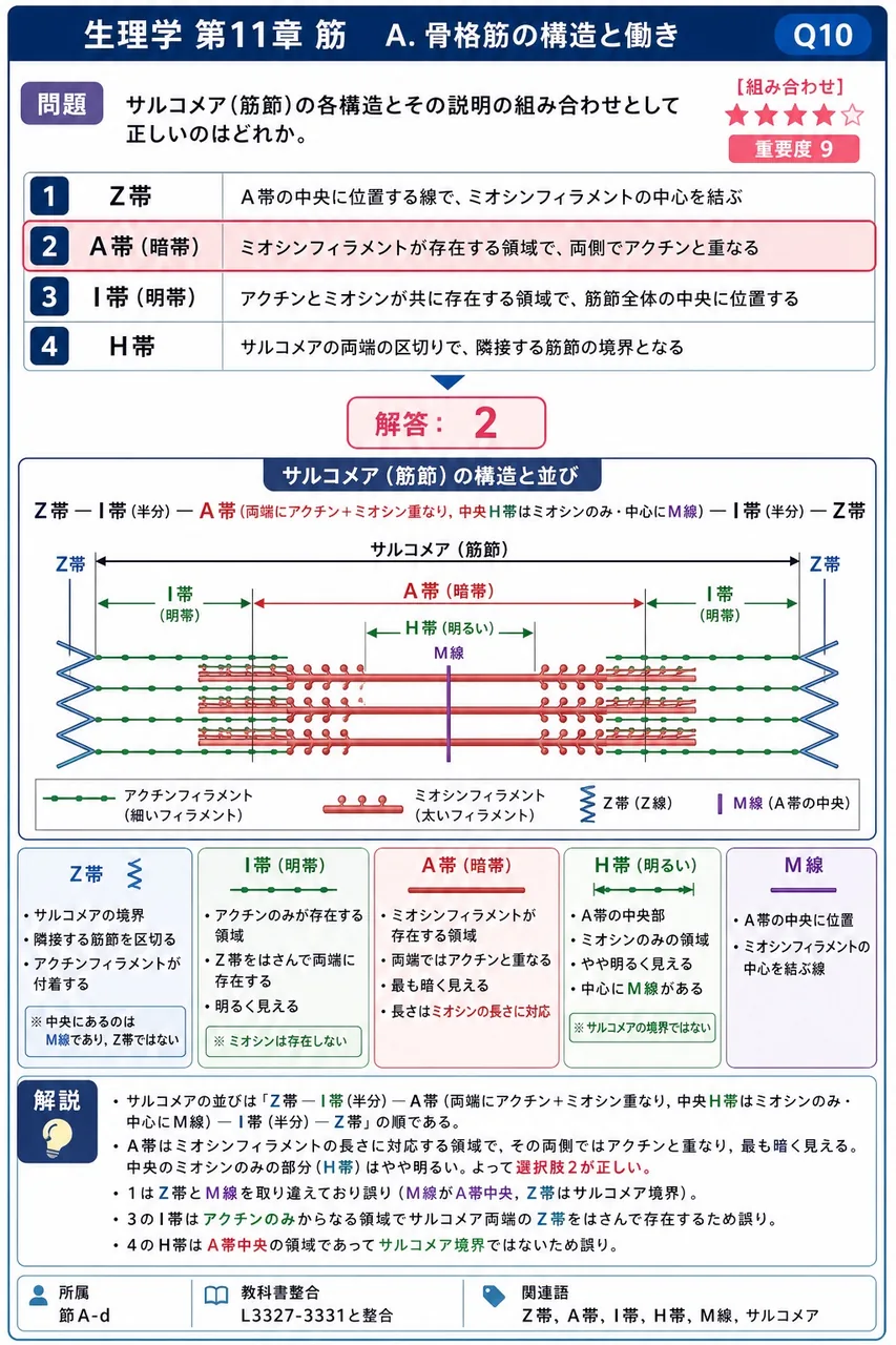 サルコメア(筋節)の各構造とその説明の組み合わせとして正しいのはどれか。 解説図