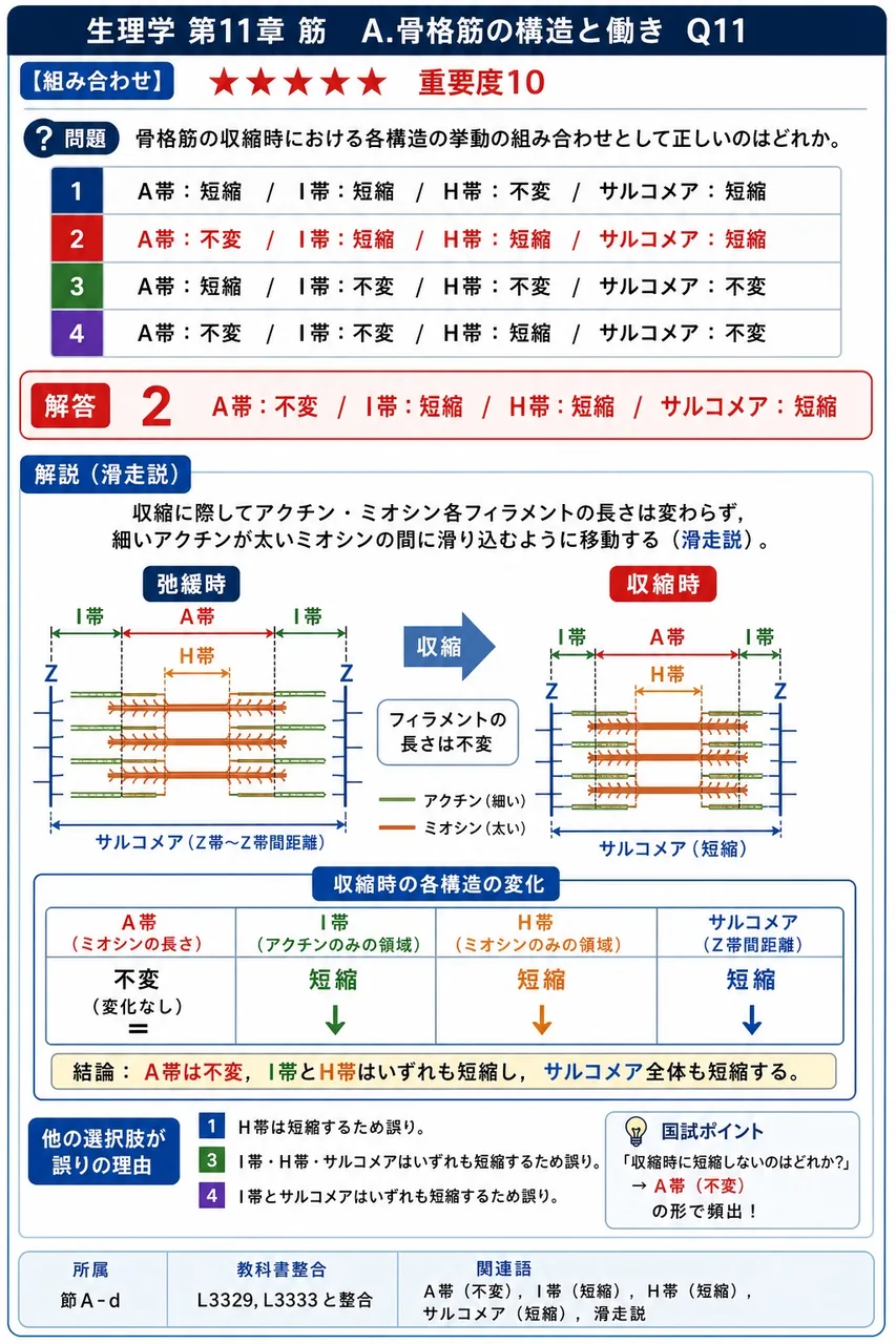 骨格筋の収縮時における各構造の挙動の組み合わせとして正しいのはどれか。 解説図