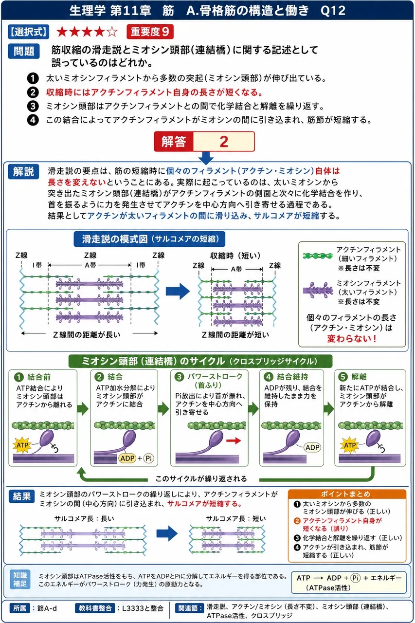 筋収縮の滑走説とミオシン頭部(連結橋)に関する記述として誤っているのはどれか。 解説図