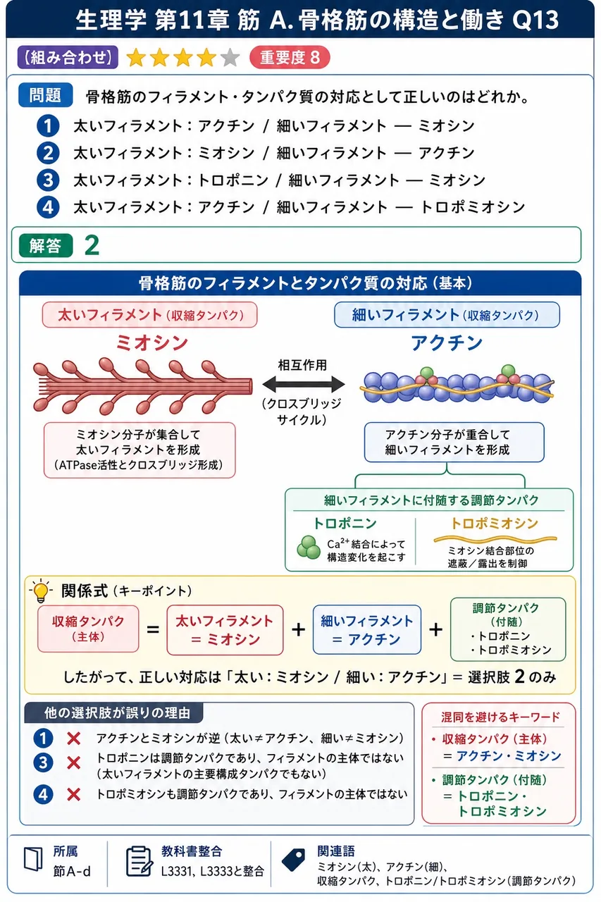 骨格筋のフィラメント・タンパク質の対応として正しいのはどれか。 解説図