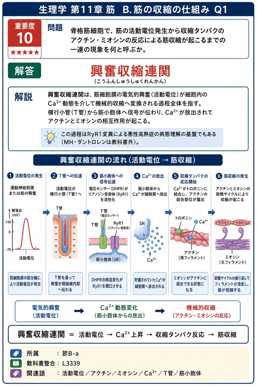 骨格筋細胞で、筋の活動電位発生から収縮タンパクのアクチン・ミオシンの反応による筋収縮が起こるまでの一連の現象を何と呼ぶか。 解説図