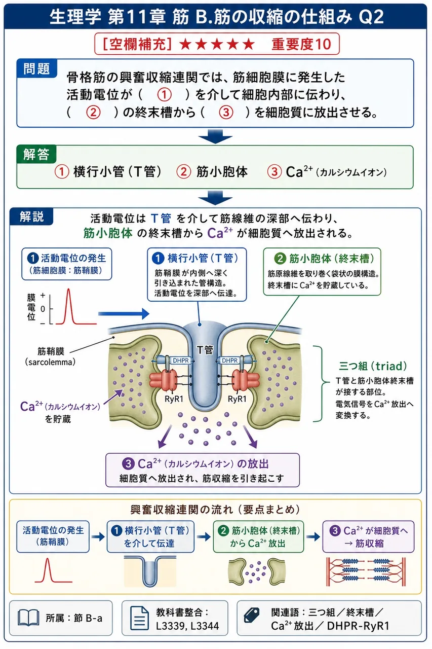 骨格筋の興奮収縮連関では、筋細胞膜に発生した活動電位が( ① )を介して細胞内部に伝わり、( ② )の終末槽から( ③ )を細胞質に放出させる。 解説図
