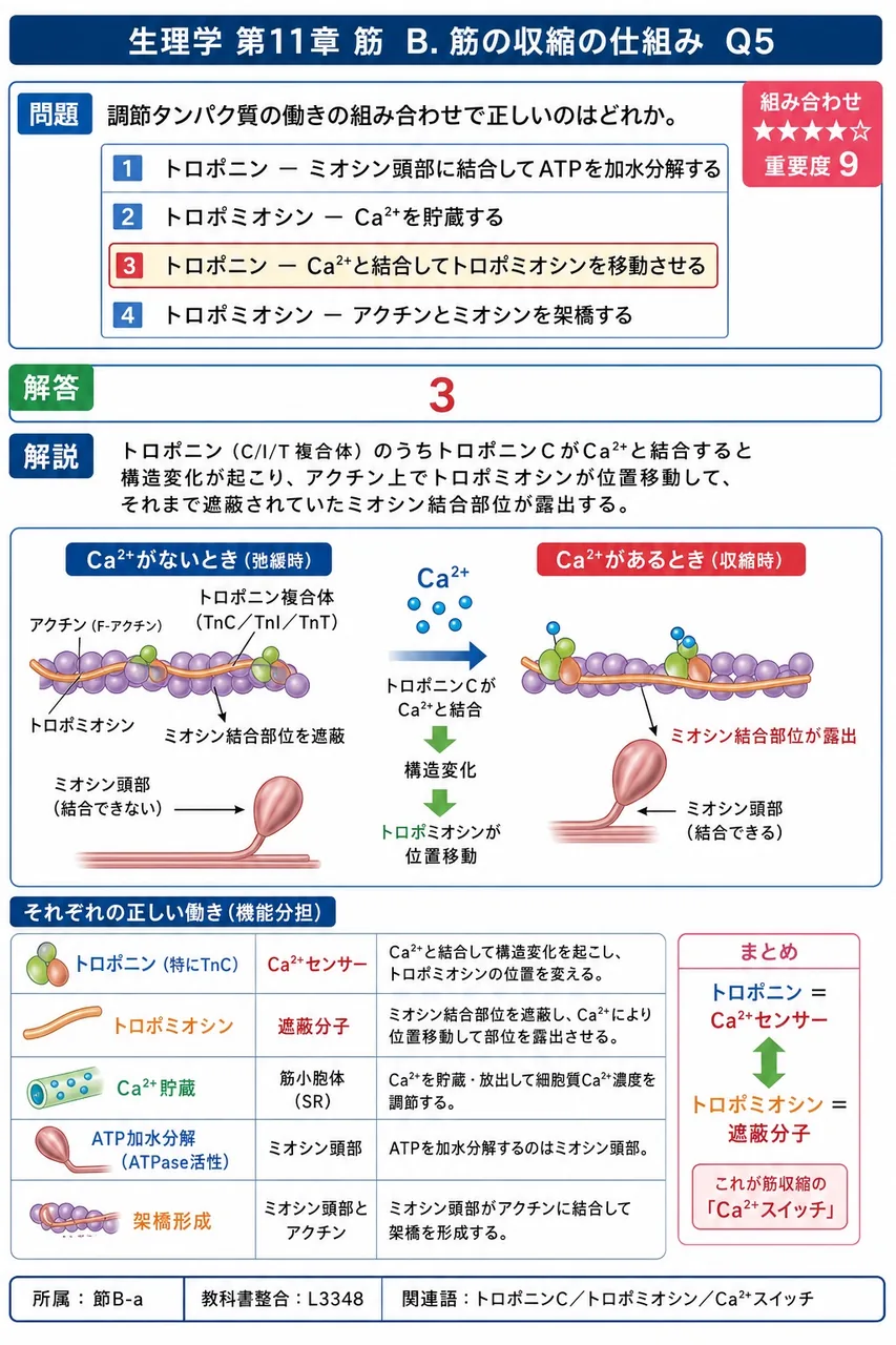 調節タンパク質の働きの組み合わせで正しいのはどれか。 解説図