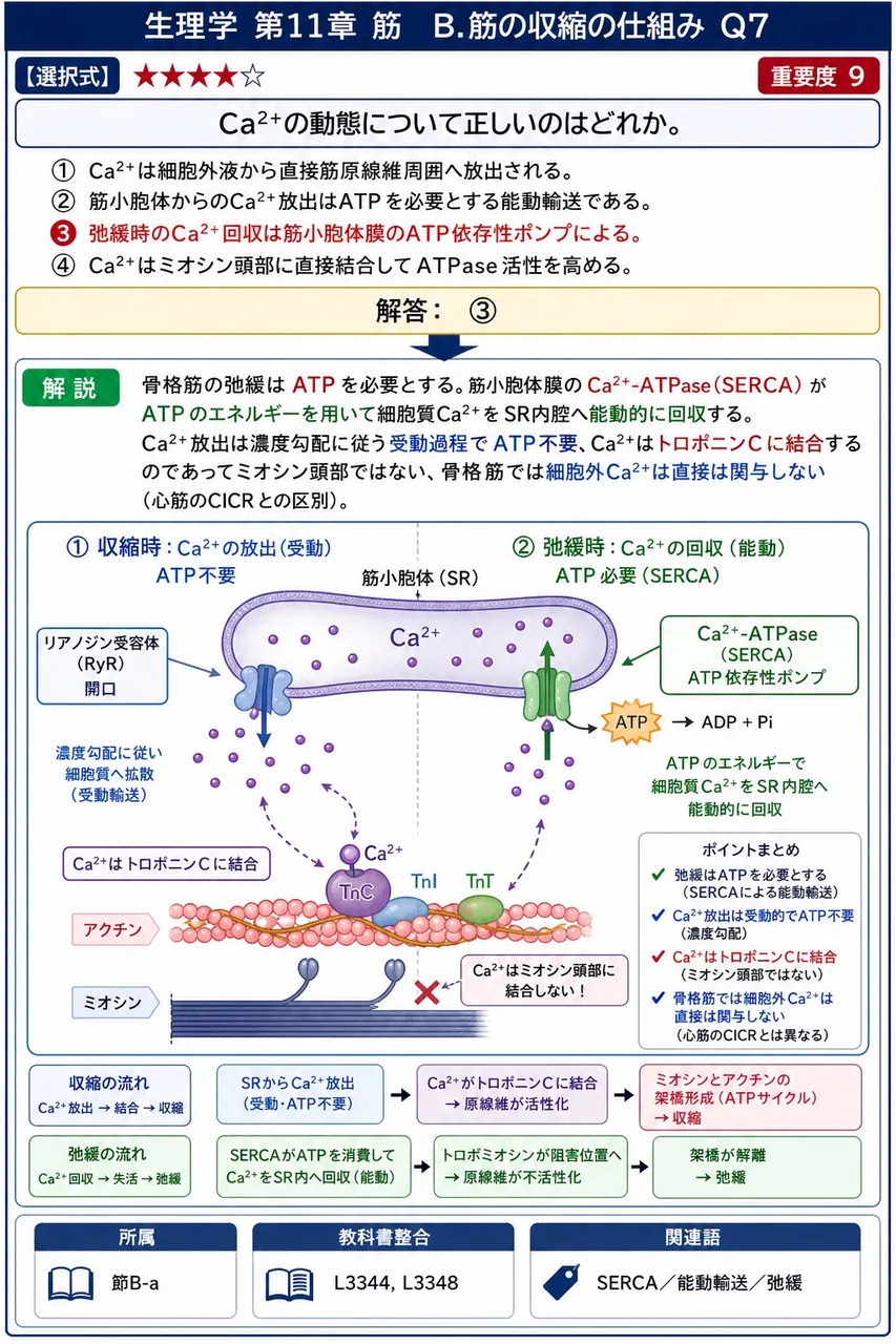 Ca²⁺の動態について正しいのはどれか。 解説図