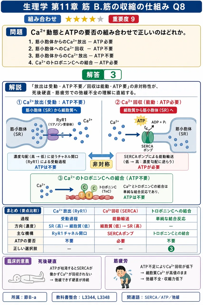 Ca²⁺動態とATPの要否の組み合わせで正しいのはどれか。 解説図