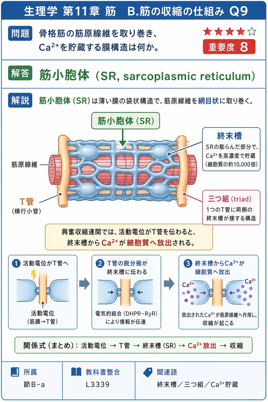 骨格筋の筋原線維を取り巻き、Ca²⁺を貯蔵する膜構造は何か。 解説図