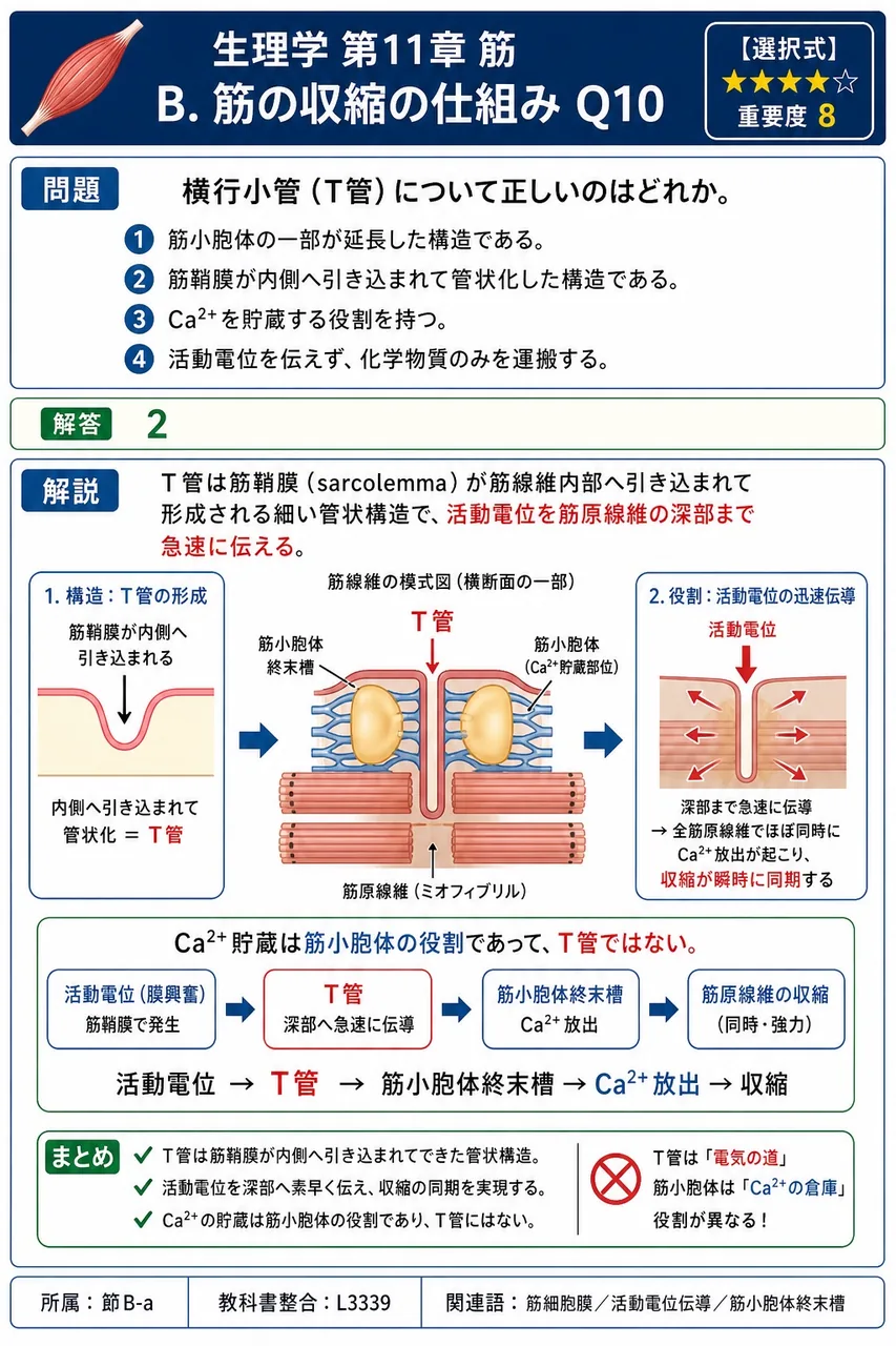 横行小管（T管）について正しいのはどれか。 解説図