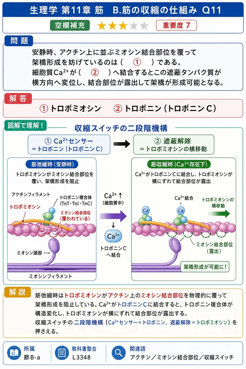 安静時、アクチン上に並ぶミオシン結合部位を覆って架橋形成を妨げているのは（ ① ）である。細胞質Ca²⁺が（ ② ）へ結合するとこの遮蔽タンパク質が横方向へ変位し、結合部位が露出して架橋が形成可能となる。 解説図