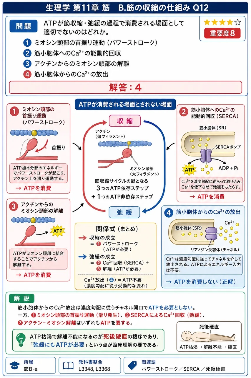 ATPが筋収縮・弛緩の過程で消費される場面として適切でないのはどれか。 解説図