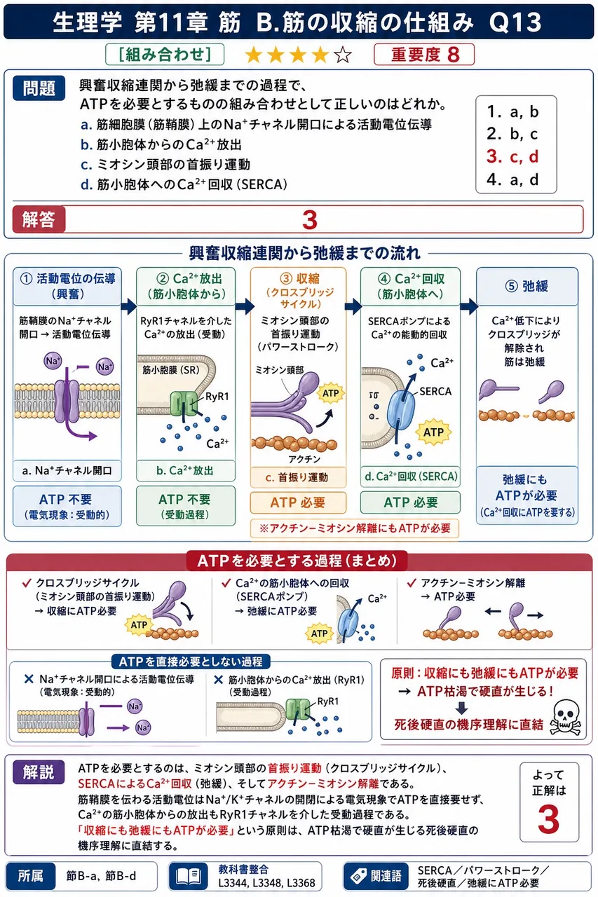 興奮収縮連関から弛緩までの過程で、ATPを必要とするものの組み合わせとして正しいのはどれか。 a. 筋細胞膜(筋鞘膜)上のNa⁺チャネル開口による活動電位伝導 b. 筋小胞体からのCa²⁺放出 c. ミオシン頭部の首振り運動 d. 筋小胞体へのCa²⁺回収(SERCA) 解説図