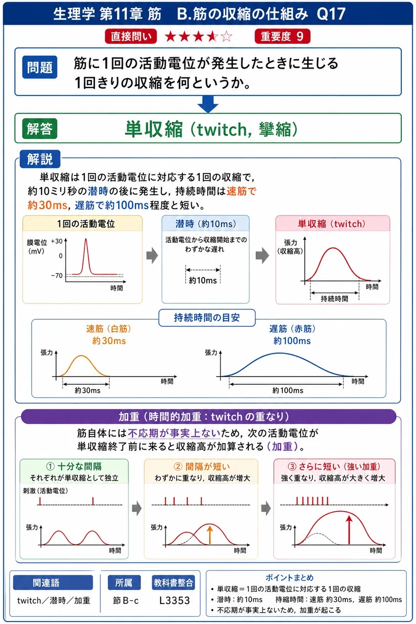 筋に1回の活動電位が発生したときに生じる1回きりの収縮を何というか。 解説図