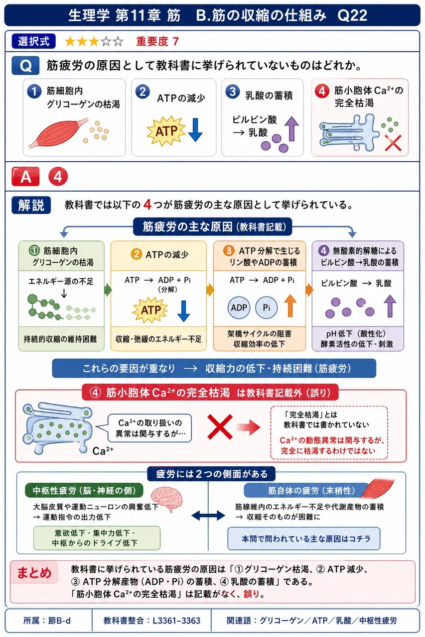 筋疲労の原因として教科書に挙げられていないものはどれか。 解説図