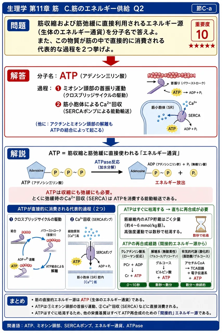 筋収縮および筋弛緩に直接利用されるエネルギー源(生体のエネルギー通貨)を分子名で答えよ。また、この物質が筋の中で直接的に消費される代表的な過程を2つ挙げよ。 解説図