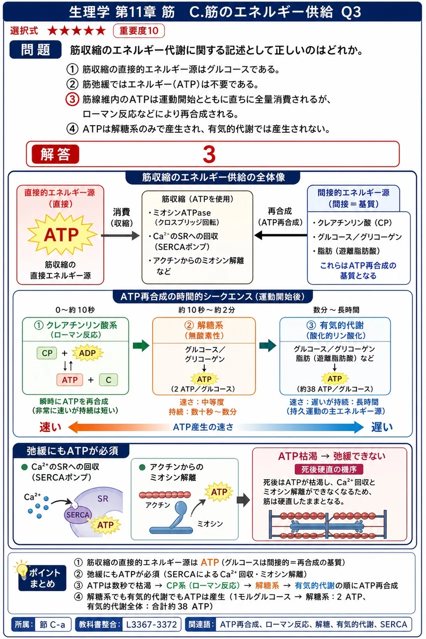 筋収縮のエネルギー代謝に関する記述として正しいのはどれか。 解説図