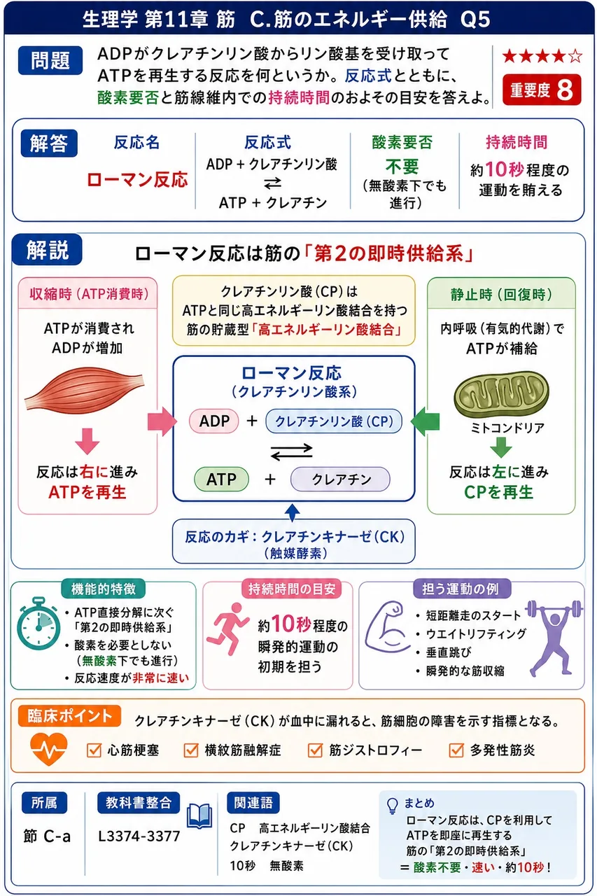 ADPがクレアチンリン酸からリン酸基を受け取ってATPを再生する反応を何というか。反応式とともに、酸素要否と筋線維内での持続時間のおよその目安を答えよ。 解説図