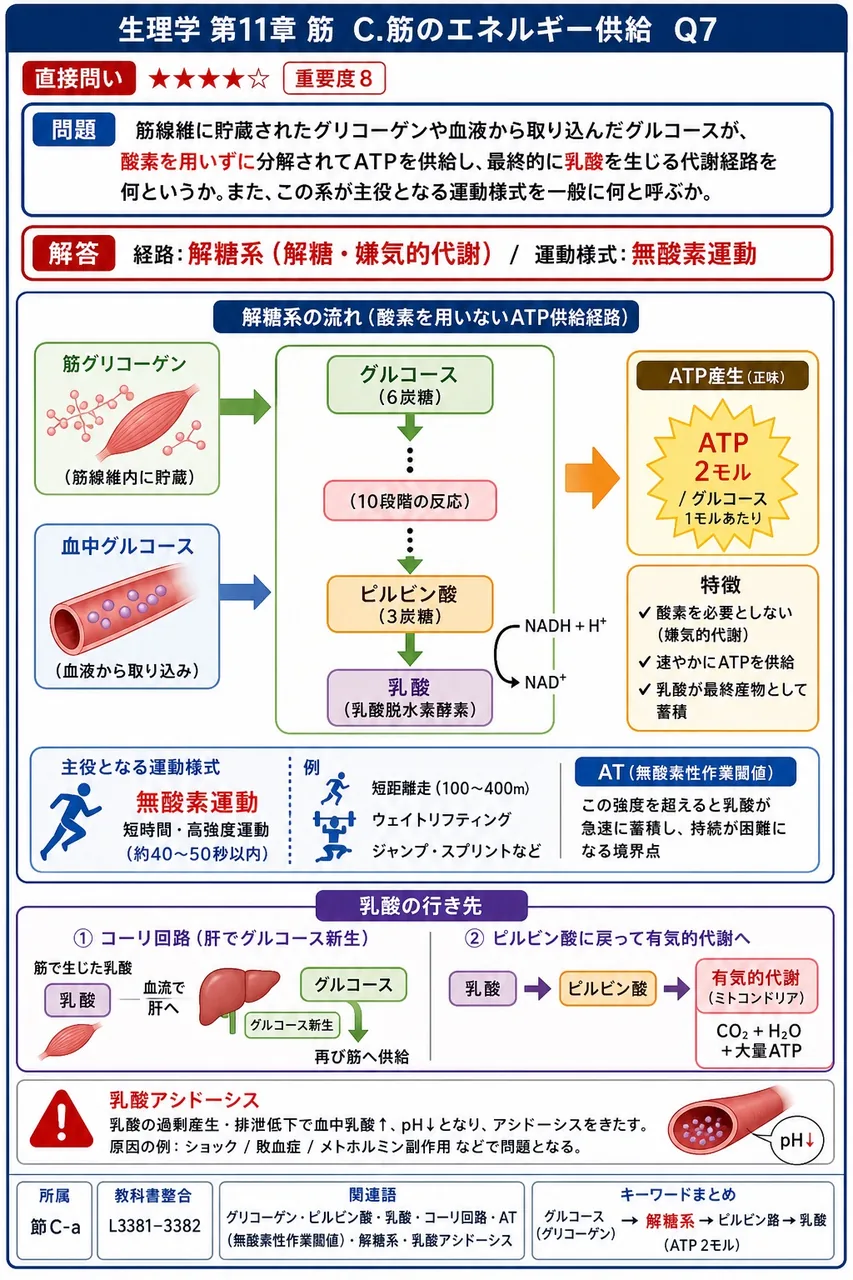 筋線維に貯蔵されたグリコーゲンや血液から取り込んだグルコースが、酸素を用いずに分解されてATPを供給し、最終的に乳酸を生じる代謝経路を何というか。また、この系が主役となる運動様式を一般に何と呼ぶか。 解説図