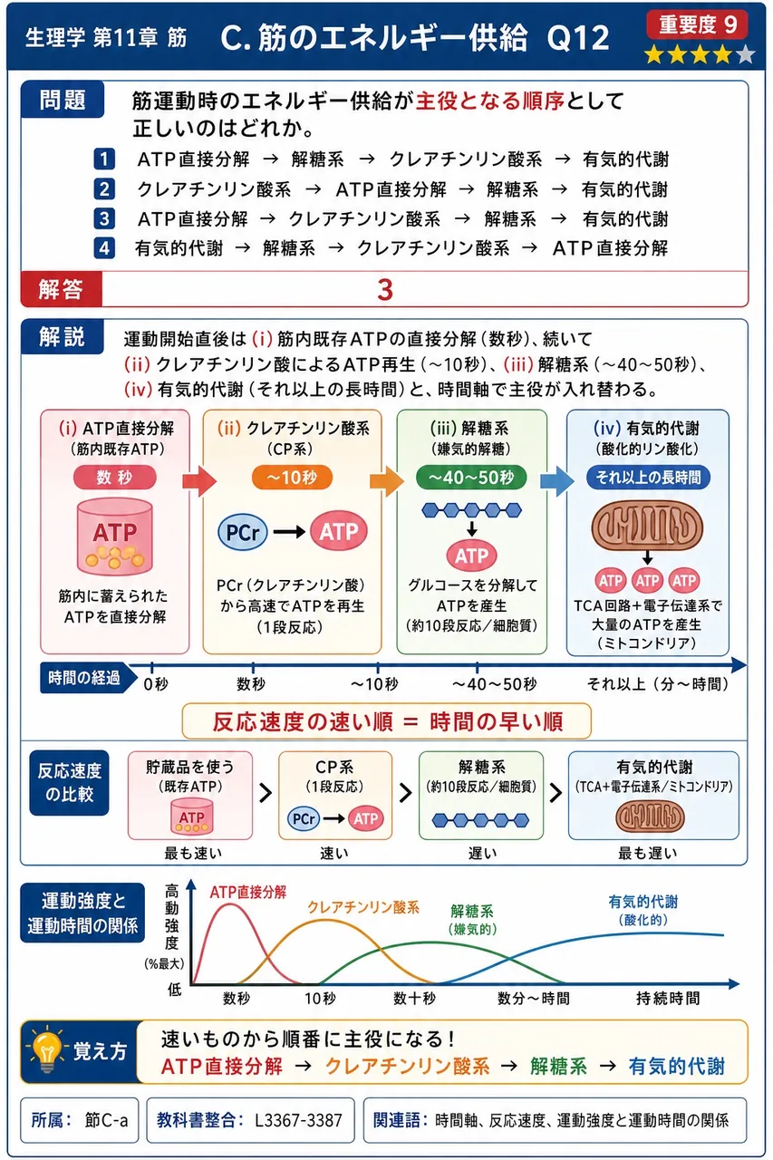 筋運動時のエネルギー供給が主役となる順序として正しいのはどれか。 解説図