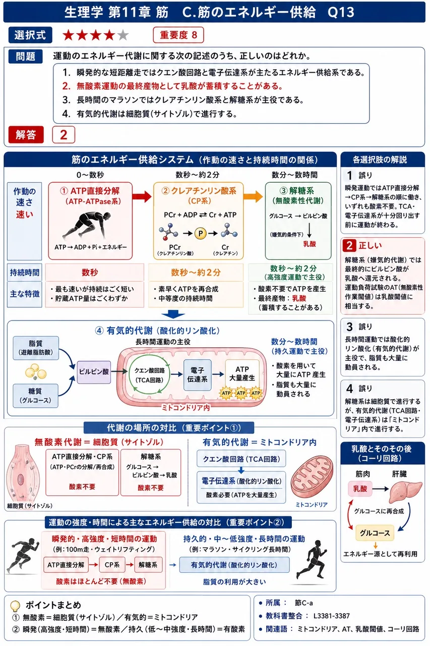 運動のエネルギー代謝に関する次の記述のうち、正しいのはどれか。 解説図