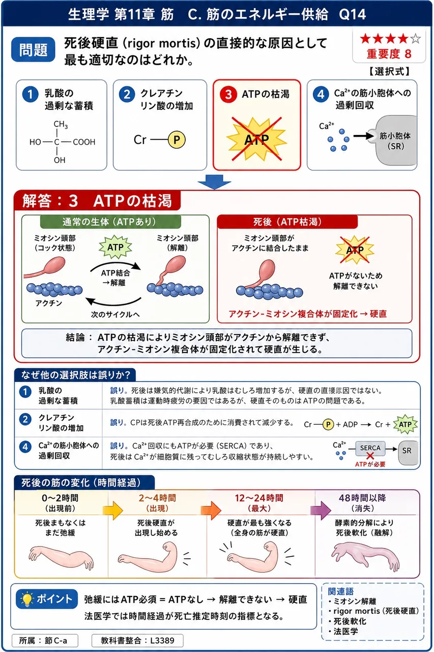 死後硬直(rigor mortis)の直接的な原因として最も適切なのはどれか。 解説図