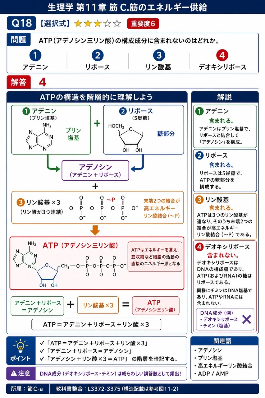 ATP(アデノシン三リン酸)の構成成分に含まれないのはどれか。 解説図