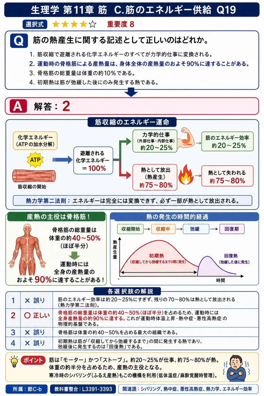 筋の熱産生に関する記述として正しいのはどれか。 解説図