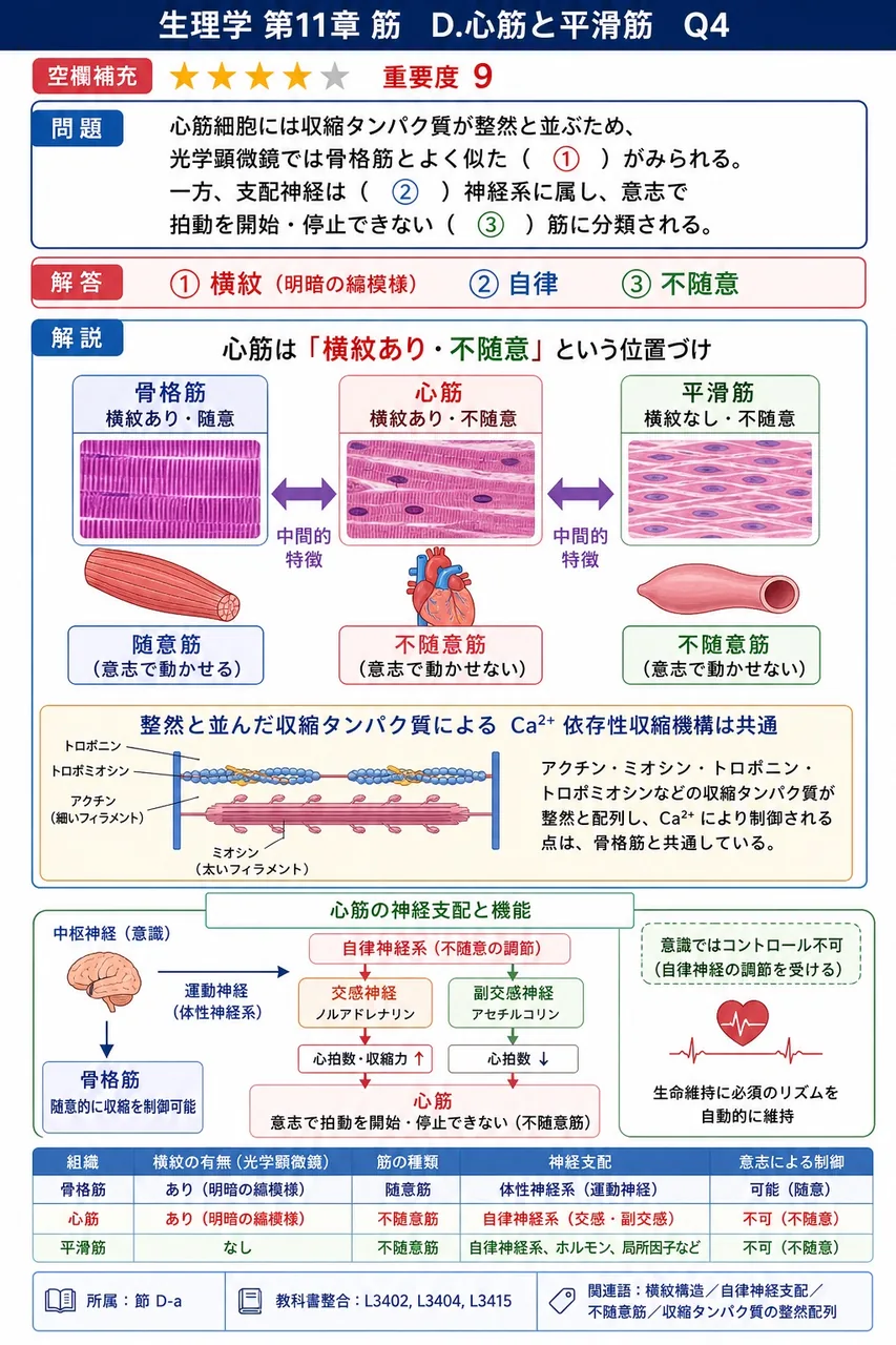 心筋細胞には収縮タンパク質が整然と並ぶため、光学顕微鏡では骨格筋とよく似た（ ① ）がみられる。一方、支配神経は（ ② ）神経系に属し、意志で拍動を開始・停止できない（ ③ ）筋に分類される。 解説図