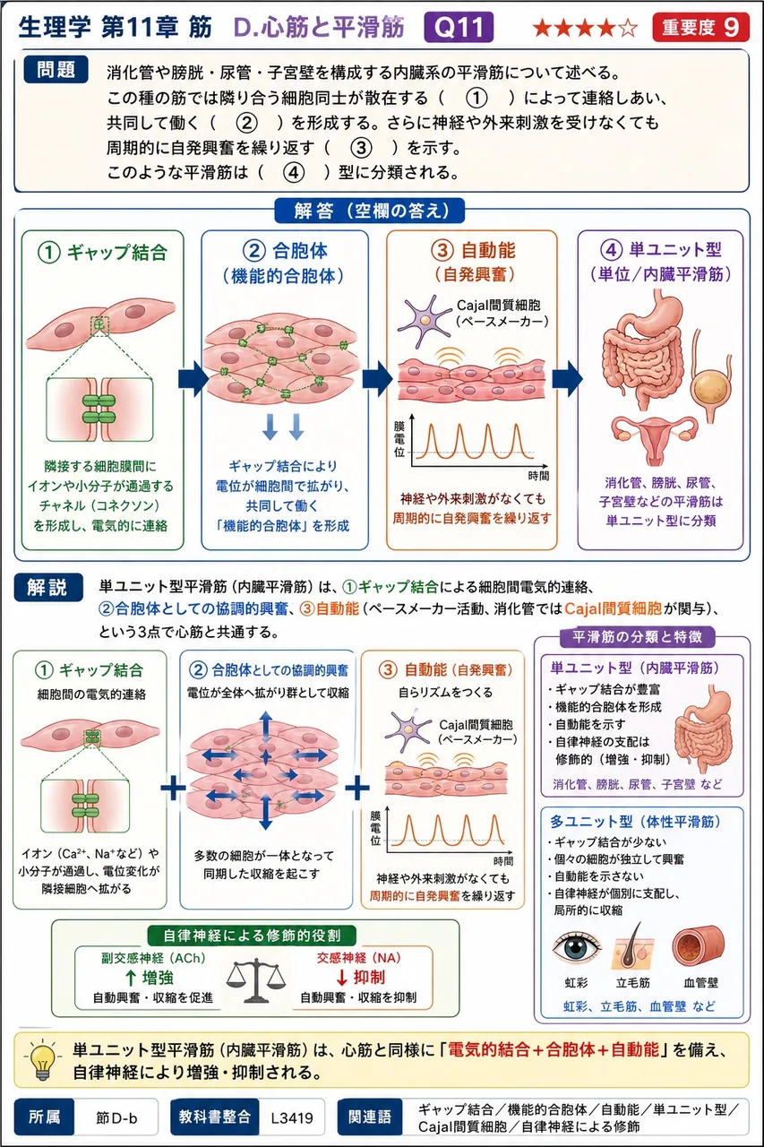 消化管や膀胱・尿管・子宮壁を構成する内臓系の平滑筋について述べる。この種の筋では隣り合う細胞同士が散在する（ ① ）によって連絡しあい、共同して働く（ ② ）を形成する。さらに神経や外来刺激を受けなくても周期的に自発興奮を繰り返す（ ③ ）を示す。このような平滑筋は（ ④ ）型に分類される。 解説図