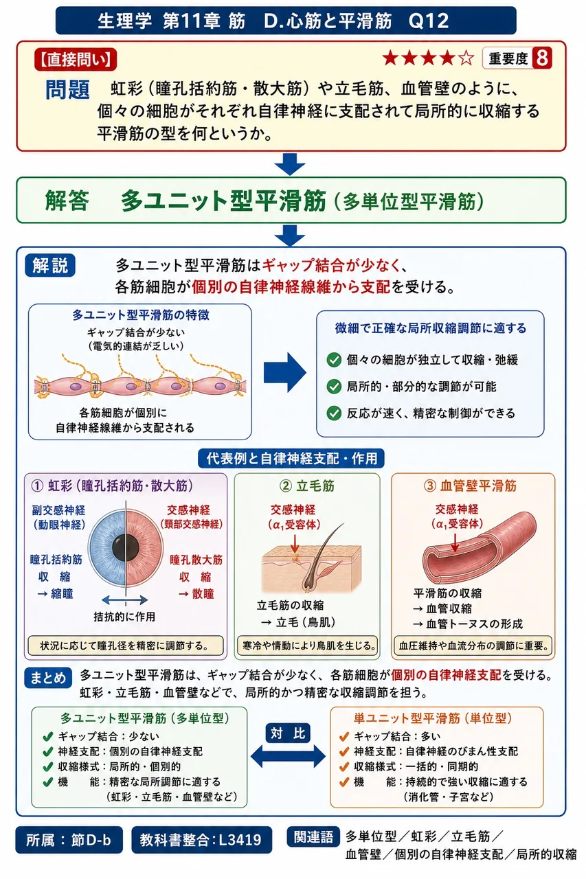 虹彩（瞳孔括約筋・散大筋）や立毛筋、血管壁のように、個々の細胞がそれぞれ自律神経に支配されて局所的に収縮する平滑筋の型を何というか。 解説図