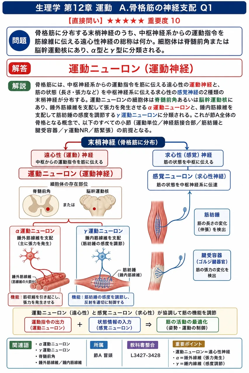 骨格筋に分布する末梢神経のうち、中枢神経系からの運動指令を筋線維に伝える遠心性神経の総称は何か。細胞体は脊髄前角または脳幹運動核にあり、α型とγ型に分類される。 解説図