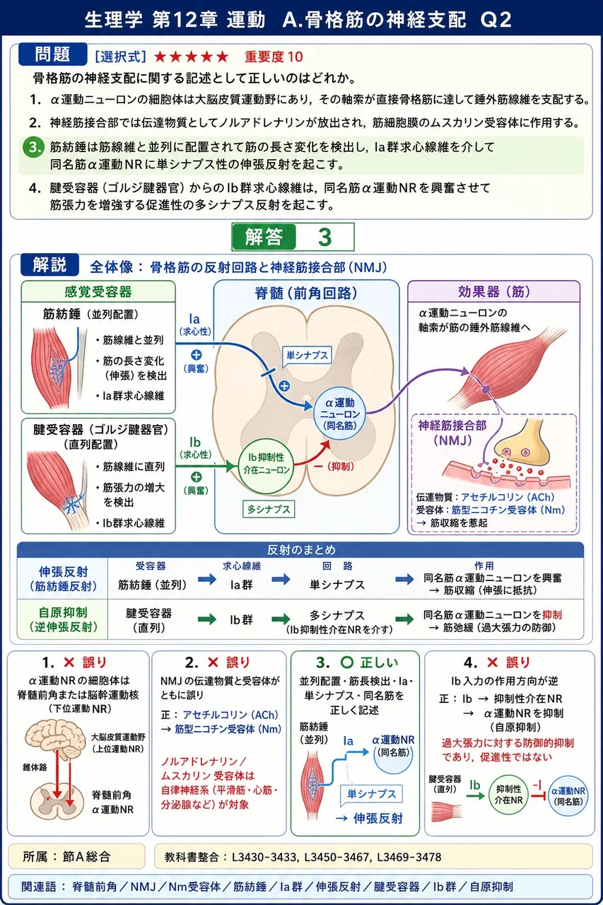 骨格筋の神経支配に関する記述として正しいのはどれか。 解説図