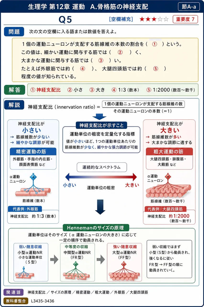 次の文の空欄に入る語または数値を答えよ。 1個の運動ニューロンが支配する筋線維の本数の割合を（ ① ）という。この値は、細かい運動に関与する筋では（ ② ）く、大まかな運動に関与する筋では（ ③ ）い。たとえば外眼筋では約（ ④ ）、大腿四頭筋では約（ ⑤ ）程度の値が知られている。 解説図