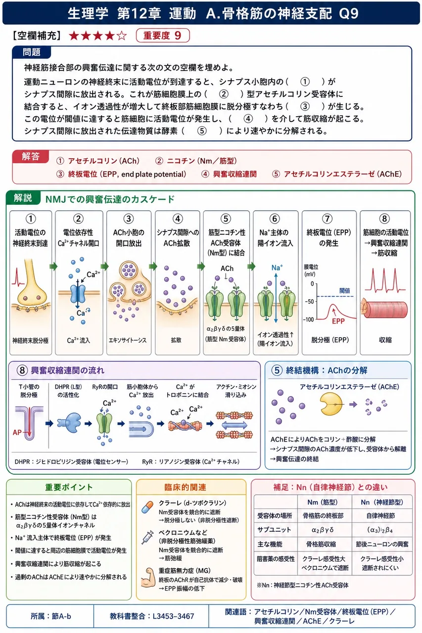 神経筋接合部の興奮伝達に関する次の文の空欄を埋めよ。 運動ニューロンの神経終末に活動電位が到達すると、シナプス小胞内の（ ① ）がシナプス間隙に放出される。これが筋細胞膜上の（ ② ）型アセチルコリン受容体に結合すると、イオン透過性が増大して終板部筋細胞膜に脱分極すなわち（ ③ ）が生じる。この電位が閾値に達すると筋細胞に活動電位が発生し、（ ④ ）を介して筋収縮が起こる。シナプス間隙に放出された伝達物質は酵素（ ⑤ ）により速やかに分解される。 解説図