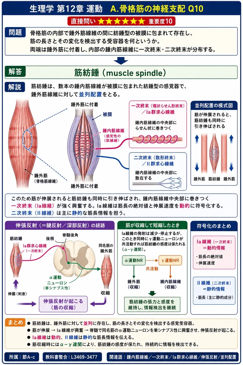 骨格筋の内部で錘外筋線維の間に紡錘型の被膜に包まれて存在し、筋の長さとその変化を検出する受容器を何というか。両端は錘外筋に付着し、内部の錘内筋線維に一次終末・二次終末が分布する。 解説図