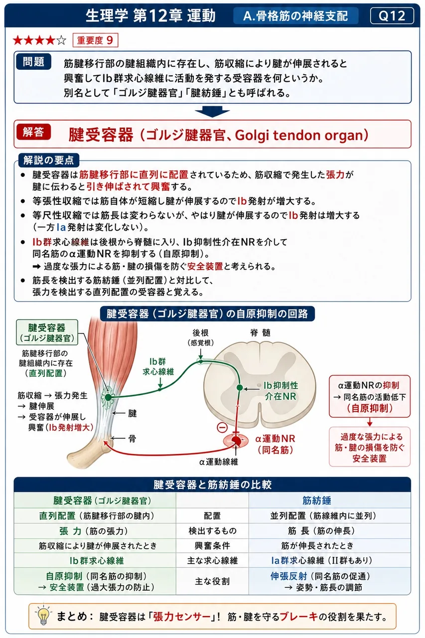 筋腱移行部の腱組織内に存在し、筋収縮により腱が伸展されると興奮してIb群求心線維に活動を発する受容器を何というか。別名として「ゴルジ腱器官」「腱紡錘」とも呼ばれる。 解説図