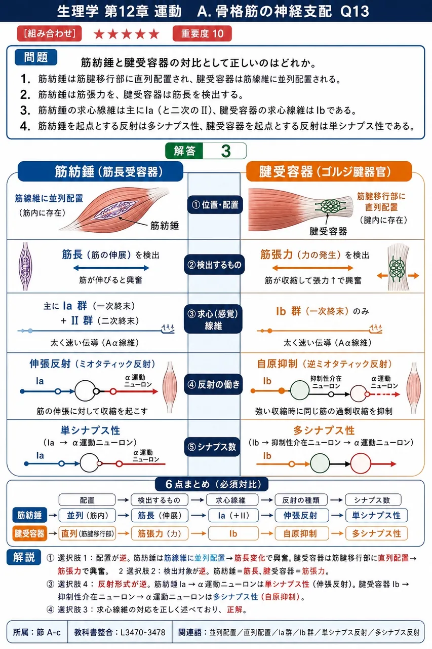 筋紡錘と腱受容器の対比として正しいのはどれか。 解説図