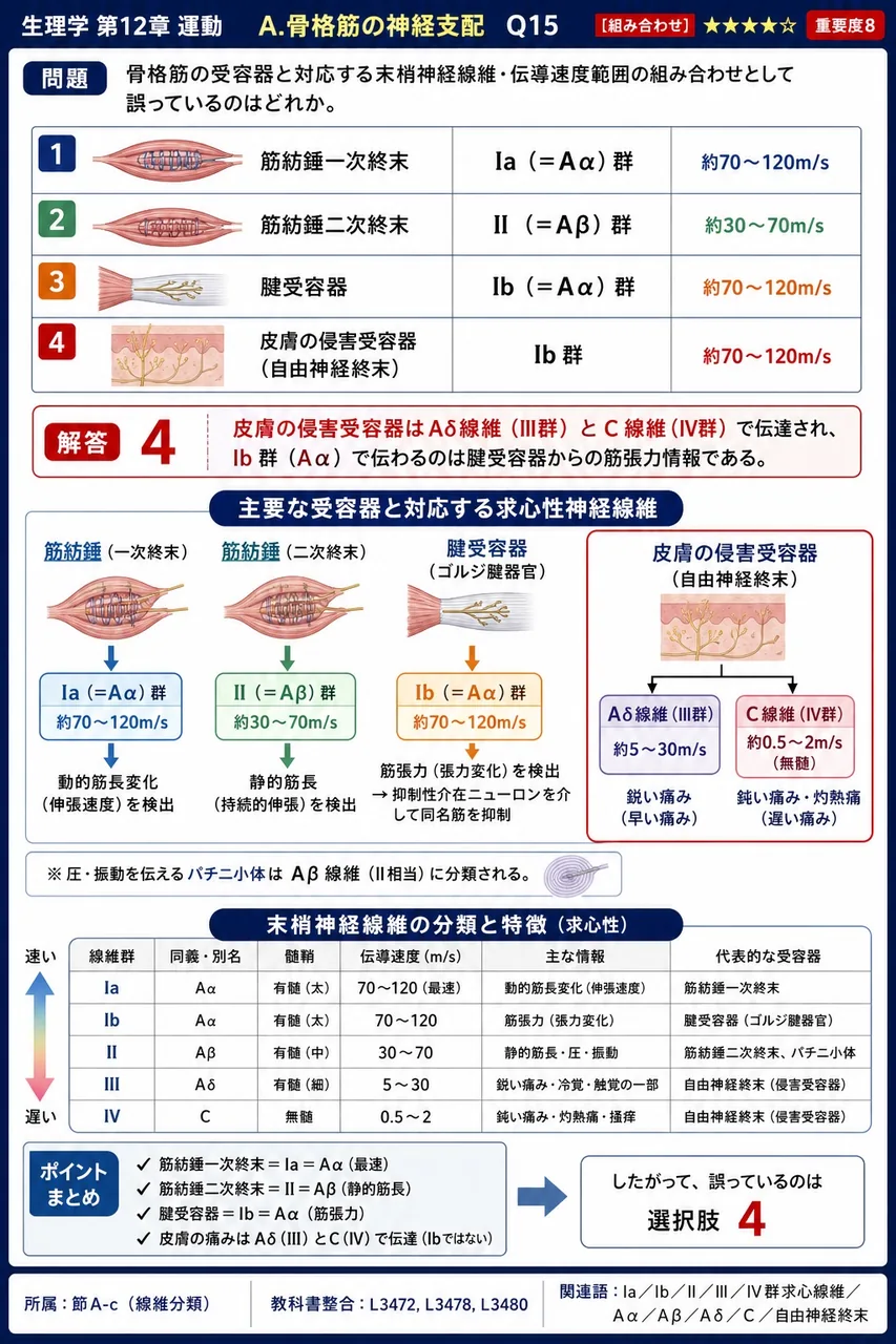 骨格筋の受容器と対応する末梢神経線維・伝導速度範囲の組み合わせとして誤っているのはどれか。 解説図
