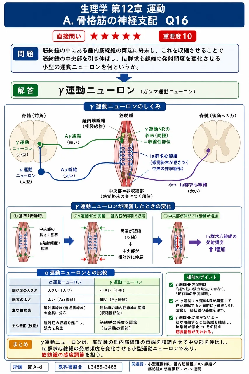 筋紡錘の中にある錘内筋線維の両端に終末し、これを収縮させることで筋紡錘の中央部を引き伸ばし、Ia群求心線維の発射頻度を変化させる小型の運動ニューロンを何というか。 解説図