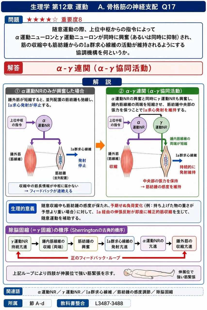 随意運動の際、上位中枢からの指令によってα運動ニューロンとγ運動ニューロンが同時に興奮（あるいは同時に抑制）され、筋の収縮中も筋紡錘からのIa群求心線維の活動が維持されるようにする協調機構を何というか。 解説図