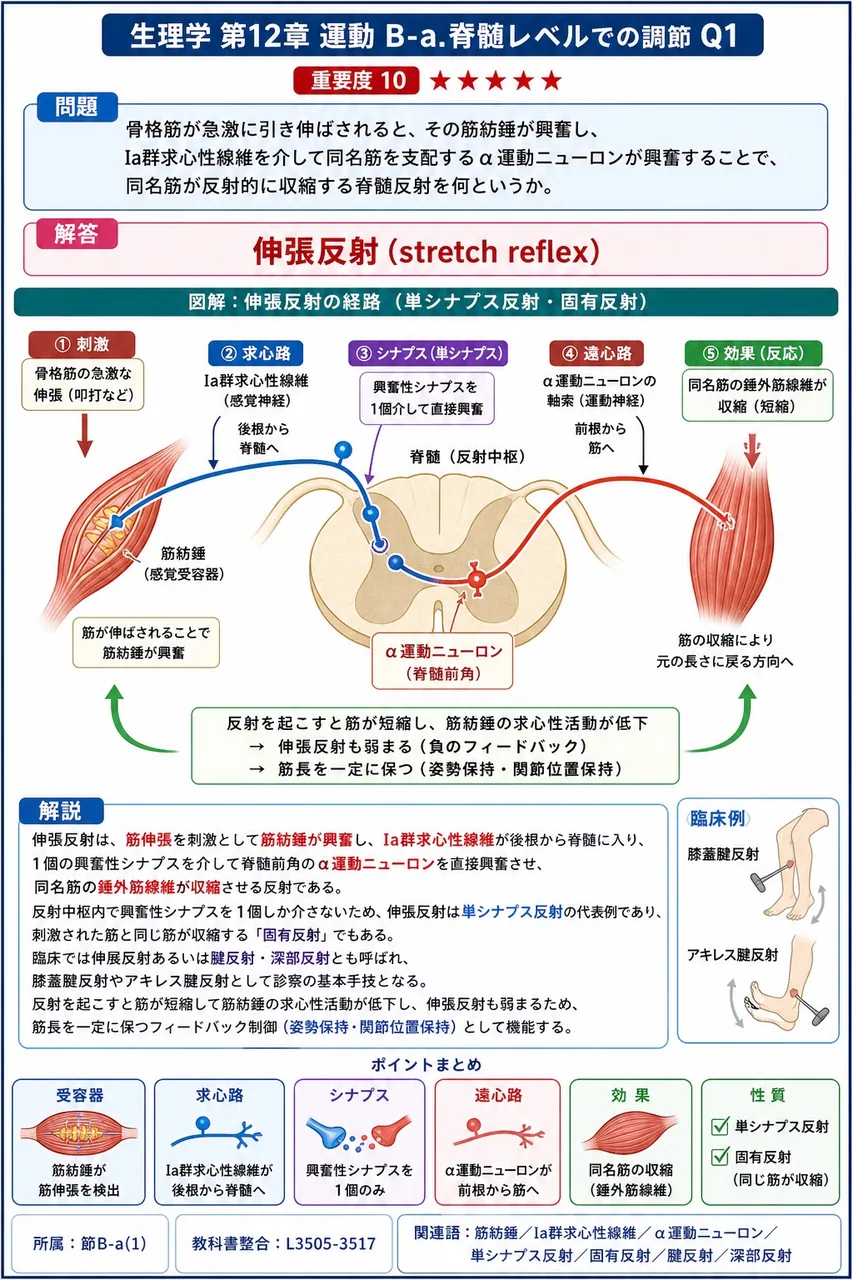骨格筋が急激に引き伸ばされると、その筋紡錘が興奮し、Ia群求心性線維を介して同名筋を支配するα運動ニューロンが興奮することで、同名筋が反射的に収縮する脊髄反射を何というか。 解説図