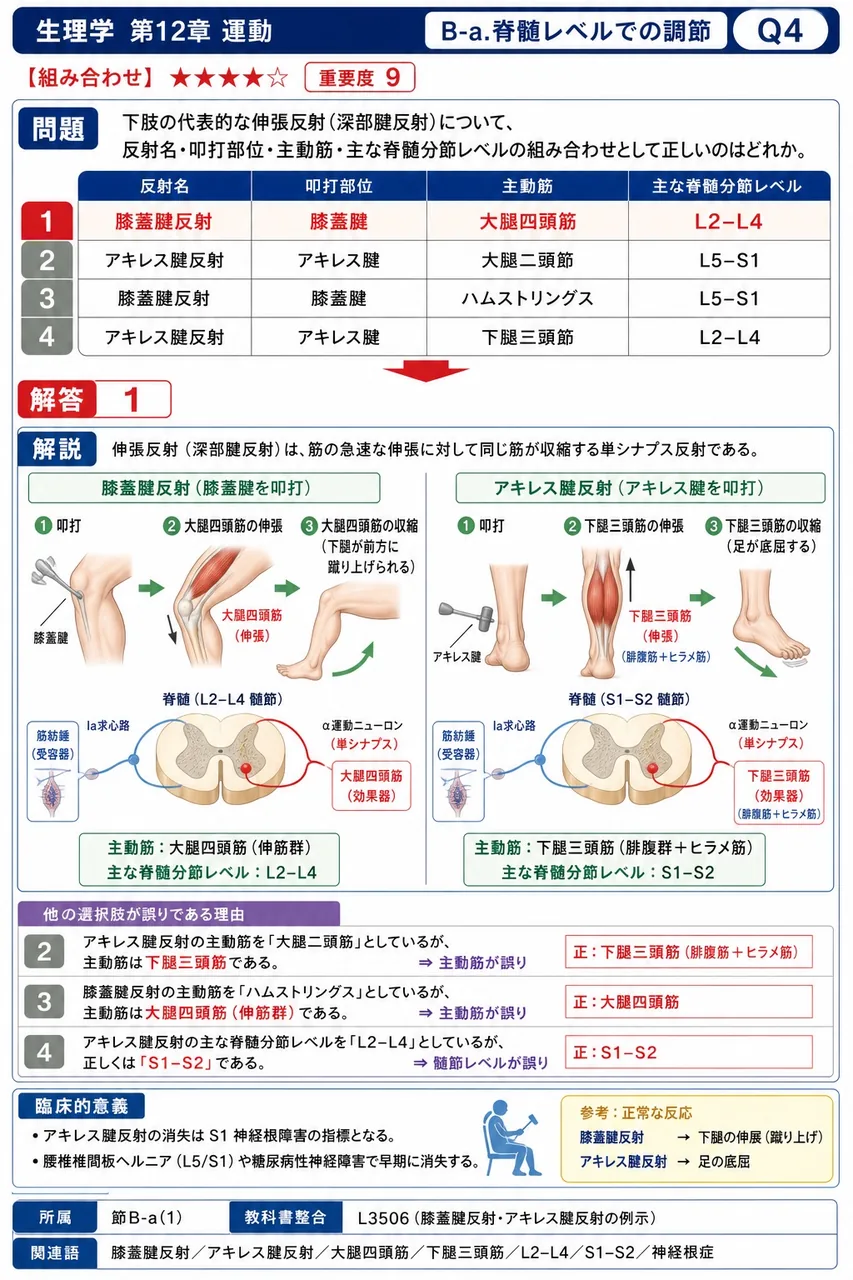 下肢の代表的な伸張反射（深部腱反射）について、反射名・叩打部位・主動筋・主な脊髄分節レベルの組み合わせとして正しいのはどれか。 解説図