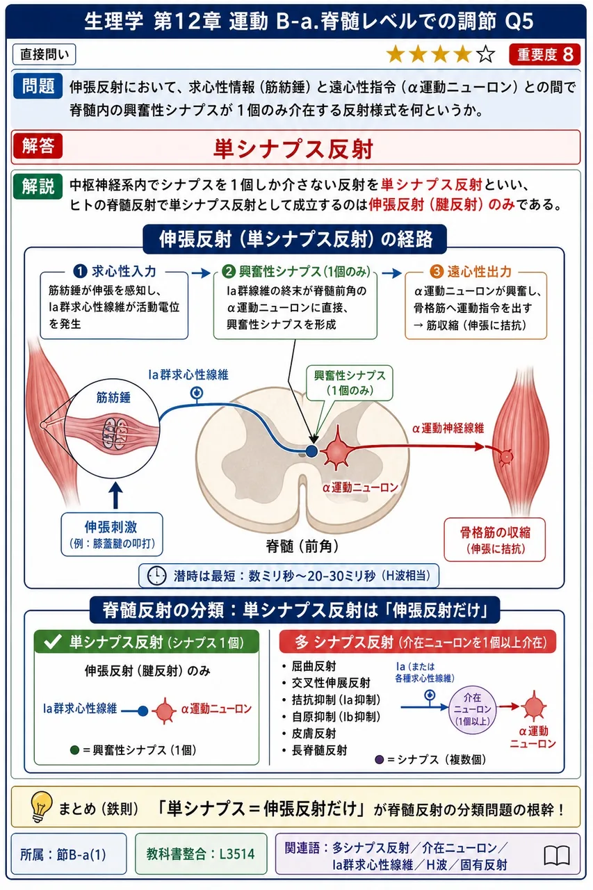 伸張反射において、求心性情報(筋紡錘)と遠心性指令(α運動ニューロン)との間で脊髄内の興奮性シナプスが1個のみ介在する反射様式を何というか。 解説図